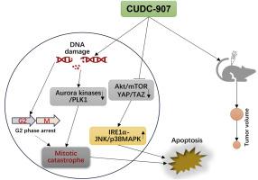 CUDC-907 exerts an inhibitory effect on non-small cell lung cancer associated with induction of mitotic catastrophe and downregulation of YAP/TAZ signaling