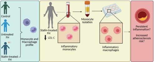 Monocytes from people with Familial Hypercholesterolaemia are inflammatory, despite statin-treatment