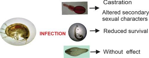Impact of helminth infection on sexual morphology, reproduction and survival of the freshwater amphipod, Hyalella patagonica