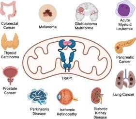 TRAP1 and its therapeutic potential