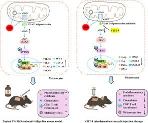 VDAC1 oligomerization-mediated mtDNA release under sublethal oxidative stress: A novel inflammatory mechanism in vitiligo