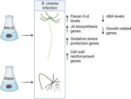 Methyl jasmonate seed treatment enhances Norway spruce seedling resistance to Botrytis cinerea via a multitude of defense responses