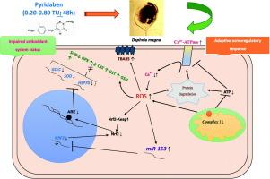 Pyridaben-induced biochemical and molecular stress in Daphnia magna
