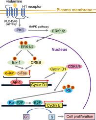 Histamine induces vascular endothelial cell proliferation via the histamine H1 receptor–extracellular regulated protein kinase 1/2–cyclin D1/cyclin-dependent kinase 4/6 axis