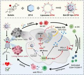 Simultaneous induction of immunogenic cell death and PD-L1 downregulation by bufalin-based nanovaccines for potentiate HCC immunotherapy