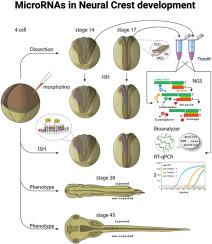 MicroRNA miR-196a controls neural crest patterning by repressing immature neural ectoderm programs in Xenopus embryos