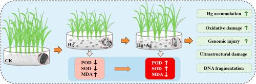 Silver nanoparticles amplify mercury toxicity in rice: Impacts on germination, growth, and cellular integrity