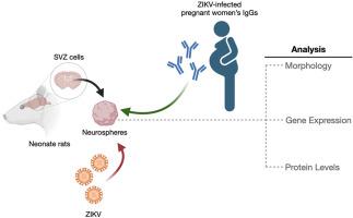 Influence of IgG+ serum on Zika virus infection response in a model of neural precursor cells