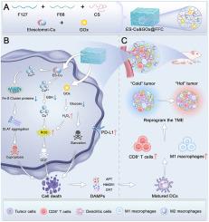 Clinically friendly smart hydrogel boosts cuproptosis and PD-L1 upregulation to enhance anti-tumor immunotherapy