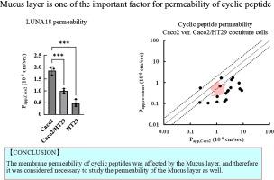 Impact of the mucin barrier on the in vitro membrane permeability of cyclic peptides