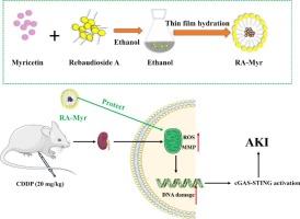 A novel nanomicelle based on Rebaudioside A: An oral nanoplatform with enhanced nephroprotective effect of myricetin