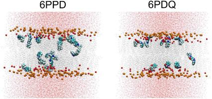 Effect of rubber pollutants 6PPD and 6PDQ on a complex membrane