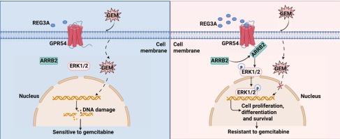 REG3A promotes gemcitabine resistance in pancreatic cancer via the GPR54/ARRB2/ERK1/2 ligand-directed signaling pathway