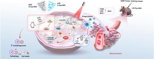 Biomolecule-tailored chiral nickel oxide nanozymes amplify autophagy-mediated tumor ablation via synergistic photodynamic-chemodynamic therapy