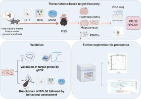 Impact of surgical interventions on postoperative cognitive dysfunction: A focus on gene expression in the hippocampus and cerebral cortex and peripheral blood cells