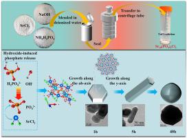 Hydrothermal synthesis and growth of stable strontium apatite for radioactive salt waste immobilization