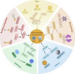 Effects of nanoparticle physicochemical properties on macrophage polarization