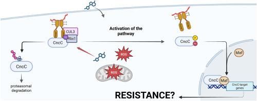 Is the CncC/Keap1 complex a major factor in conferring pesticide resistance in arthropods? - A critical review