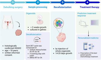 Patient-derived extracellular matrix from decellularized high-grade serous ovarian carcinoma tissues as a biocompatible support for organoid growth
