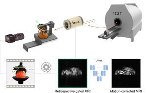 Residual motion artifact removal enables dynamic μMRI of a behaving Pachnoda marginata