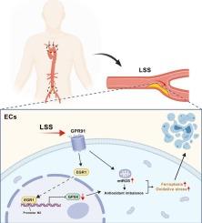 GPR91 mediates low shear stress-induced endothelial ferroptosis via EGR1-dependent GPX4 repression