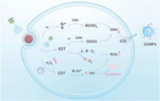 Band-interface cooperative engineering of bismuth-based heterojunctions for sonodynamic-chemodynamic synergistic breast cancer therapy