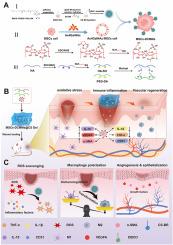 Engineered mesenchymal stem cells-laden chondroitin sulfate hydrogel promotes diabetic wound healing through ROS scavenging and macrophage polarization