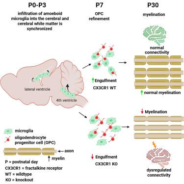 Cerebellar white matter development is regulated by fractalkine-dependent microglia phagocytosis of oligodendrocyte progenitor cells