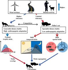 Contrasting effects of wind farm disturbances on multi-dimensional competition and coexistence of sympatric mesocarnivores