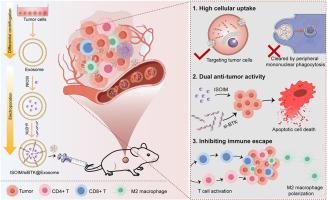 Tumor-homing exosomes enable targeted delivery of siRNA and isoimperatorin for overcoming BTK inhibitor resistance in DLBCL