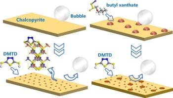 Enhancing copper–molybdenum separation: The role of DMTD in flotation processes