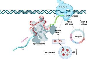 An inhibitor of UHM splicing factors exerts anti-leukemic activity by altering cell cycle progression and reducing lysosome acidification