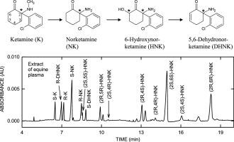 Enantioselective capillary electrophoresis with sulfated cyclodextrins for monitoring ketamine and its metabolites in biosamples and its application to assess metabolic steps and kinetic parameters