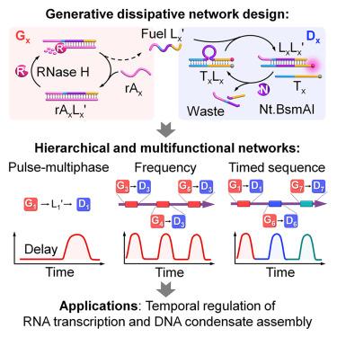 Designing generative dissipative networks for programming complex temporal dynamics and functions