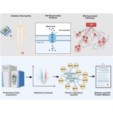 Current advances in diabetic neuropathy: Proteins as therapeutic targets
