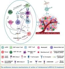 Engineered oncolytic herpes simplex virus expressing interleukin 12 suppresses tumorigenicity of hepatocellular carcinoma