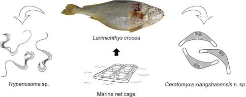Coinfection of large yellow croaker Larimichthys crocea by Trypanosoma sp. (Euglenozoa: Kinetoplastea) and Ceratomyxa xiangshanensis n. sp. (Cnidaria: Myxosporea) in offshore net cage systems in the East China Sea