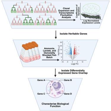 MemorySeq identifies heritable epigenetic phenotypes that initiate cell culture stress tolerance in CHO cells