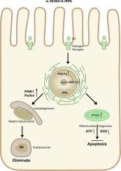 Estradiol alleviates disease phenotypes caused by m.3635G > a mutations by activating mitochondrial biogenesis and PINK1-Parkin mediated mitophagy in iPSC-derived retinal pigment epithelium cells.