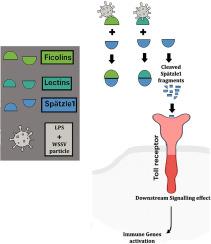 Pathogen-bound C-type lectin and ficolin enhance toll receptor signaling is activated through Spätzle1 cleavage in response to White Spot Syndrome Virus (WSSV) in Penaeus monodon