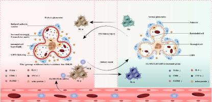 A novel treatment for diabetic nephropathy: Folate receptor-targeted delivery of TLR4 siRNA via functionalized PLGA nanoparticles in streptozotocin-induced diabetic murine models