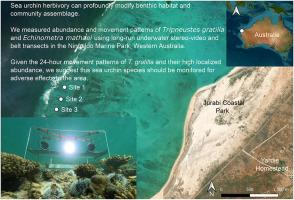 Diel movement patterns and abundance of the sea urchin Tripneustes gratilla with comparisons to Echinometra mathaei and their associated ecology at Ningaloo Reef, north-western Australia