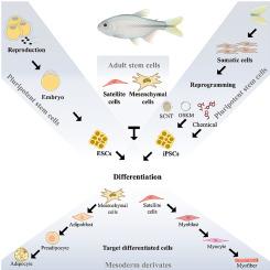 Advances in fish cell reprogramming and Differentiation: A pathway to alternative proteins