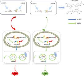 Biliverdin alleviates cerebral ischemia-reperfusion injury by inhibiting autophagy via the lncRNA TUG1 /miR-204-5p/P4HB axis
