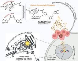 Design, synthesis and molecular modelling studies of bile acid-curcumin conjugates as potential antiproliferative agents for breast cancer