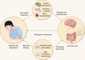 Decoding the gut-brain axis in depression: mechanistic insights and functional microbiota-based interventions