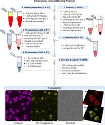 Optimized protocol for intracellular labeling of red blood cells with anti-hemoglobin F for confocal microscopy analysis