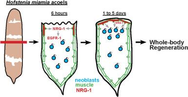 Injury-induced Neuregulin-EGFR signaling from muscle mobilizes stem cells for whole-body regeneration in acoels