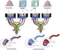 Printability and interfacial performance of emulsion gels and bigels in multi-material dual and coaxial food 3D printing