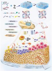 A H2-bioreactor for mitochondrial rehabilitation in infected bone defects regeneration